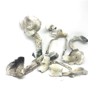 albino a+ mushroom